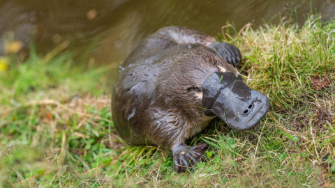Los ornitorrincos macho inyectan veneno a otros a través de los espolones en las patas posteriores. / Adobe Stock Los ornitorrincos macho inyectan veneno a otros a través de los espolones en las patas posteriores. / Adobe Stock