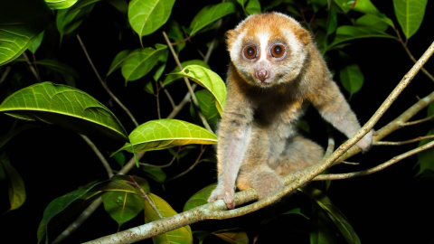 Loris perezoso de Sonda (Nycticebus coucang). / Adobe Stock Loris perezoso de Sonda (Nycticebus coucang). / Adobe Stock