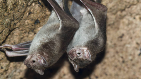 Vampiros comunes. / Adobe Stock Vampiros comunes. / Adobe Stock