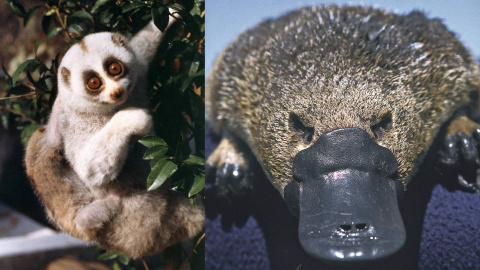 Tanto el loris perezoso de Bengala (izquierda) como el ornitorrinco (derecha) son mamíferos venenosos. / Helena Snyder / Dr. Philip Bethge Tanto el loris perezoso de Bengala (izquierda) como el ornitorrinco (derecha) son mamíferos venenosos. / Helena Snyder / Dr. Philip Bethge