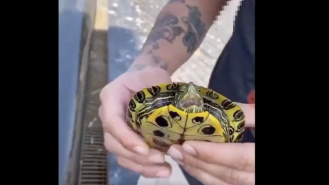La tortuga, asustada, abría la boca para intentar defenderse. /Vídeo difundido por PACMA La tortuga, asustada, abría la boca para intentar defenderse. /Vídeo difundido por PACMA
