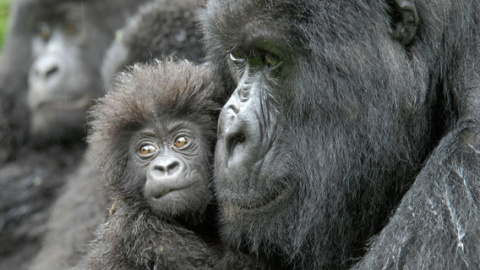 Una hembra de gorila junto a su cría de cuatro meses en la República Democrática del Congo. / Conservation International | Russell A. Mittermeier Una hembra de gorila junto a su cría de cuatro meses en la República Democrática del Congo. / Conservation International | Russell A. Mittermeier