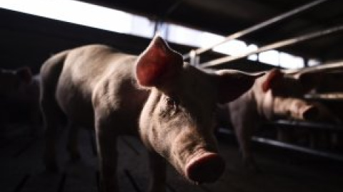 La ganadería industrial convierte a España en el establo de Europa