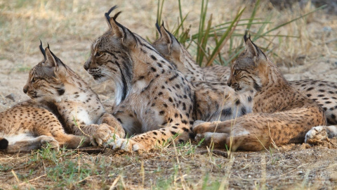Varios ejemplares de lince ibérico. MAPAMA Varios ejemplares de lince ibérico. MAPAMA