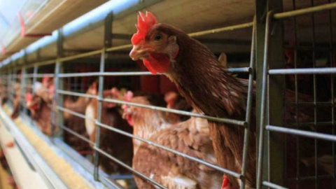 Gallinas enjauladas. Europa Press Gallinas enjauladas. Europa Press