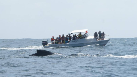 Liberada una ballena varada durante once horas en la costa de Ecuador. Liberada una ballena varada durante once horas en la costa de Ecuador.