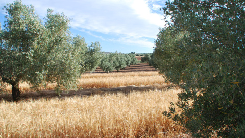 Cultivo de cebada en un olivar de Jaén./HEINEKEN ESPAÑA Cultivo de cebada en un olivar de Jaén./HEINEKEN ESPAÑA