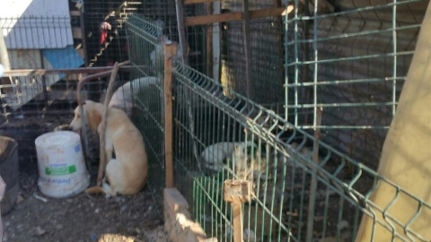 Estado de los 21 animales rescatados en una parcela de Algeciras (Cádiz). EP Estado de los 21 animales rescatados en una parcela de Algeciras (Cádiz). EP