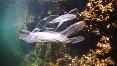 Más de un millón de toneladas de plástico se han acumulado ya en el mar Mediterráneo. Más de un millón de toneladas de plástico se han acumulado ya en el mar Mediterráneo.