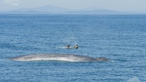 Las ballenas azules, gigantes del mar, vuelven a Galicia Las ballenas azules, gigantes del mar, vuelven a Galicia