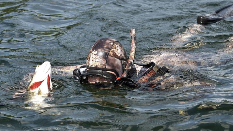 Putin, que iba ataviado con traje de buzo y aletas, estuvo acompañado en todo momento por una cámara submarina, que grabó cómo supuestamente dio caza sin ayuda alguna a un lucio con un disparo certero de su arpón. -SPUTNIK