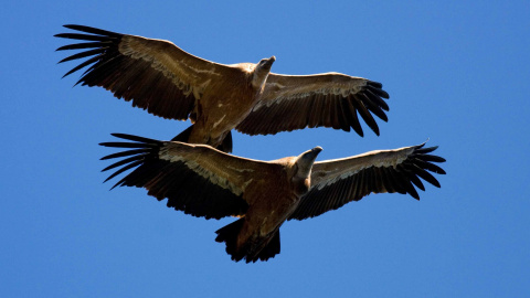 Cambio climático: Las aves mandan señales de emergencia desde el Estrecho. John Wright Cambio climático: Las aves mandan señales de emergencia desde el Estrecho. John Wright