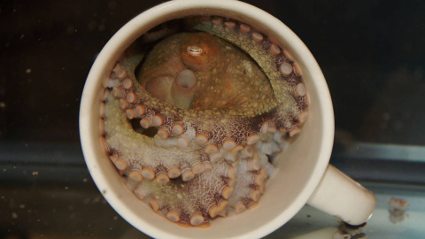 Un pulpo dentro de una taza de té. Un pulpo dentro de una taza de té.
