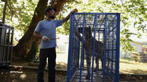 Fotografía cedida por la ONG austríaca Four Paws en la que se ve a uno de los cuidadores alimentando a uno de los tigres rescatados en Siria. EFE/Ahu Savan An Fotografía cedida por la ONG austríaca Four Paws en la que se ve a uno de los cuidadores alimentando a uno de los tigres rescatados en Siria. EFE/Ahu Savan An