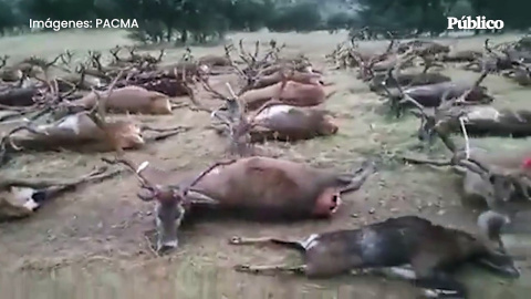 PACMA denuncia la matanza de miles de ciervos, gamos y corzos este fin de semana en Ciudad Real PACMA denuncia la matanza de miles de ciervos, gamos y corzos este fin de semana en Ciudad Real
