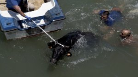 Bous al carrer, toros embolados, bous a la mar y otros festejos basados en el maltrato animal Bous al carrer, toros embolados, bous a la mar y otros festejos basados en el maltrato animal