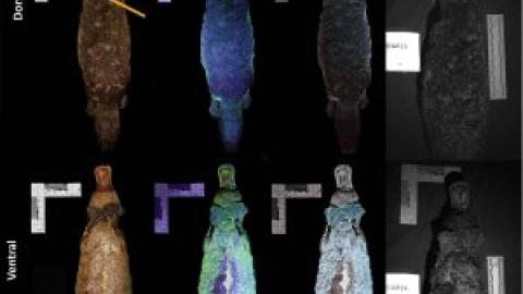 Investigadores descubren que el ornitorrinco brilla en la oscuridad bajo la luz ultravioleta Investigadores descubren que el ornitorrinco brilla en la oscuridad bajo la luz ultravioleta
