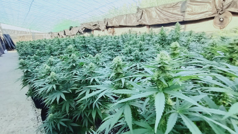Plantas de cannabis en el invernadero de CTAEX en Villafranco del Guadiana (Badajoz) - CEDIDA Plantas de cannabis en el invernadero de CTAEX en Villafranco del Guadiana (Badajoz) - CEDIDA