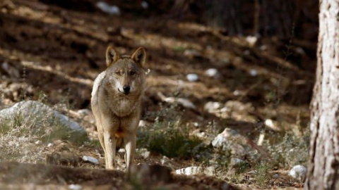 Ejemplar de lobo ibérico. Ejemplar de lobo ibérico.