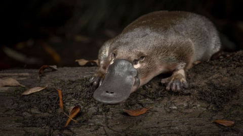 Un ornitorrinco liberado en el río Little Yarra, en Australia. - Douglas Gimesy (National Geographic) Un ornitorrinco liberado en el río Little Yarra, en Australia. - Douglas Gimesy (National Geographic)