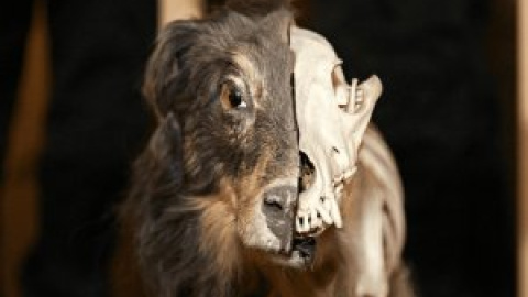 ¿Por qué los mamíferos sociales y los herbívoros han evolucionado más rápido? ¿Por qué los mamíferos sociales y los herbívoros han evolucionado más rápido?