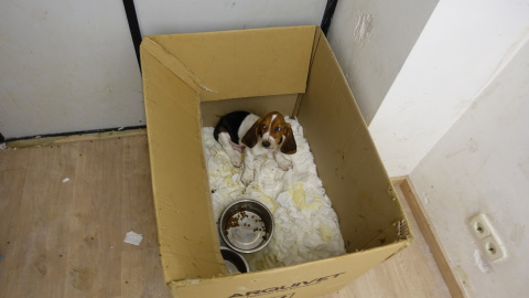 Gos trobat durant una inspecció feta a la botiga Bitxets per l'Ajuntament de Barcelona. Gos trobat durant una inspecció feta a la botiga Bitxets per l'Ajuntament de Barcelona.