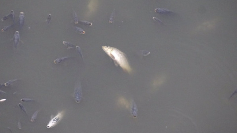 Peces muertos en el embalse de los Rodeos. Peces muertos en el embalse de los Rodeos.