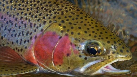 Fotografía cedida por la revista Nature de una trucha arcoíris. EFE Fotografía cedida por la revista Nature de una trucha arcoíris. EFE