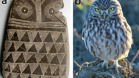 El citado estudio compara el búho de Valencina de Valencina de la Concepción (Sevilla) con la especie Athene noctua, típica en la región.