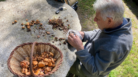 Un home netejant els bolets a Campelles (Ripollès), en una imatge d'arxiu Un home netejant els bolets a Campelles (Ripollès), en una imatge d'arxiu