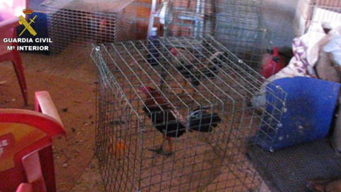 Gallo en una celebración clandestina de peleas de gallos en la localidad de Tordesillas / Guardia Civil Gallo en una celebración clandestina de peleas de gallos en la localidad de Tordesillas / Guardia Civil