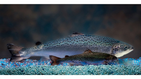 Ejemplar de salmón transgénico (detrás) comparado con un salmón silvestre de la misma edad./ AQUABOUNTY Ejemplar de salmón transgénico (detrás) comparado con un salmón silvestre de la misma edad./ AQUABOUNTY