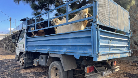 Un camión cargado de cabras para evacuar de la zona de Cabeza de Vaca, una de las más afectadas por la erupción del volcán de La Palma. Un camión cargado de cabras para evacuar de la zona de Cabeza de Vaca, una de las más afectadas por la erupción del volcán de La Palma.