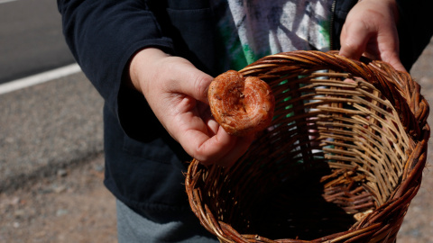 Un bolet collit l'any passat