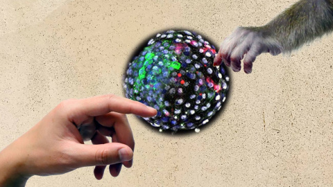 Referencia a ‘la creación de Adán’, de Michelangelo. La imagen muestra una mano humana y una mano de mono que se acercan a un blastocisto humano-mono de quimera. Referencia a ‘la creación de Adán’, de Michelangelo. La imagen muestra una mano humana y una mano de mono que se acercan a un blastocisto humano-mono de quimera.