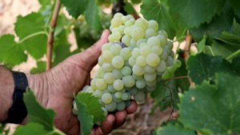 La sequera deixa municipis del Priorat al límit de les reserves d'aigua i amenaça el sector del vi La sequera deixa municipis del Priorat al límit de les reserves d'aigua i amenaça el sector del vi