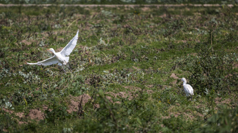 Un parell d'estèrnids campen per un camp de cultiu del Delta del Llobregat.