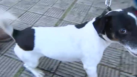 Buscan casas de acogida para las mascotas de los desalojados en La Palma Buscan casas de acogida para las mascotas de los desalojados en La Palma