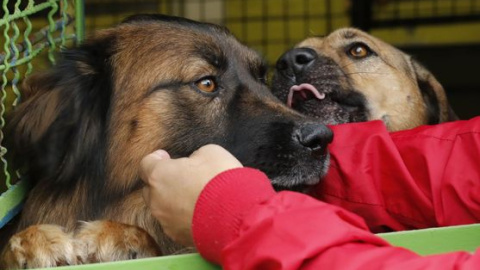 Perros en centro de acogida Perros en centro de acogida