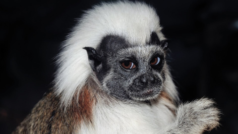 Sigue habiendo monos en hogares españoles Sigue habiendo monos en hogares españoles