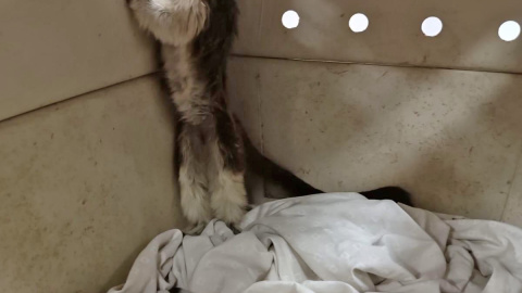 Sigue habiendo monos en hogares españoles Sigue habiendo monos en hogares españoles