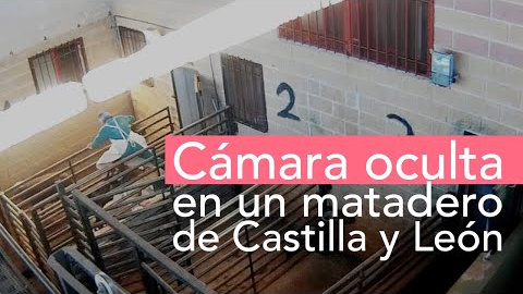 Amputaciones de animales vivos en Ávila Amputaciones de animales vivos en Ávila
