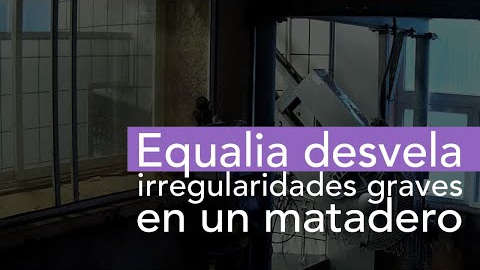 Corderos por los aires en Segovia Corderos por los aires en Segovia
