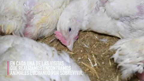 Así se crían los pollos en Reino Unido Así se crían los pollos en Reino Unido