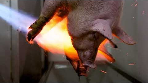 Cerdo quemado vivo en un matadero de Castilla y León Cerdo quemado vivo en un matadero de Castilla y León