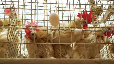 Investigación de Igualdad Animal Investigación de Igualdad Animal