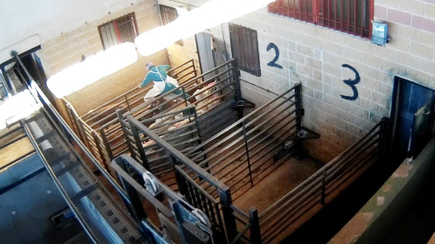 Un trabajador salta sobre los corderos en un matadero de Ávila./ Imágenes cedidas por Equalia Un trabajador salta sobre los corderos en un matadero de Ávila./ Imágenes cedidas por Equalia