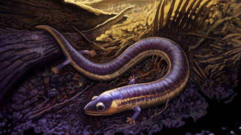 El fósil más antiguo de una cecilia aclara el origen de los anfibios actuales El fósil más antiguo de una cecilia aclara el origen de los anfibios actuales