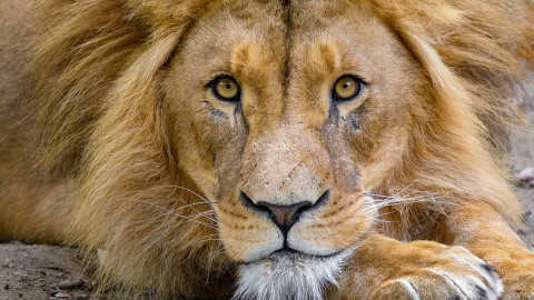 León - SINC León - SINC