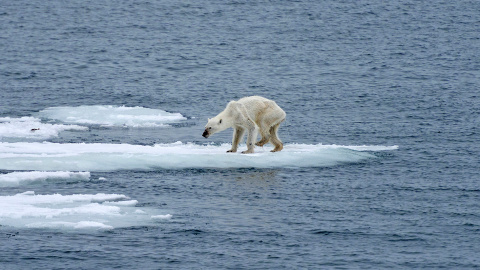 Un oso escuálido como síntoma de las graves consecuencias del deshielo, por Kerstin Langenberger.- LAS NAVES